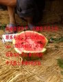 说说河南扶沟西瓜的故事