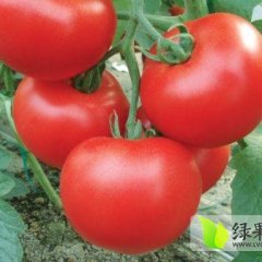 山东欧冠：东昌府葛令宾