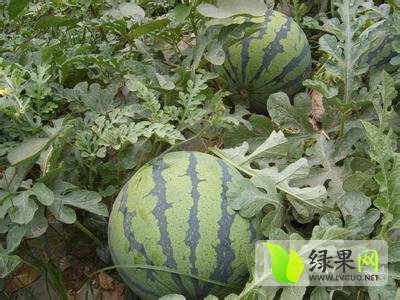 京欣价格