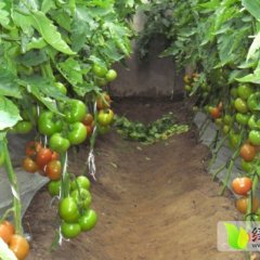 河北乐亭硬粉：徐辉徐辉