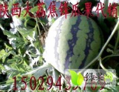 陕西大荔冠龙：范家焦锋