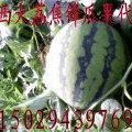 陕西大荔冠龙：范家焦锋