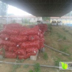 安丘红皮洋葱70公分一下：山口村张万顺