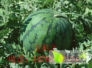 花皮无籽价格
