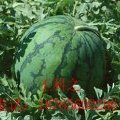 山东临朐花皮无籽：柳山镇王科之