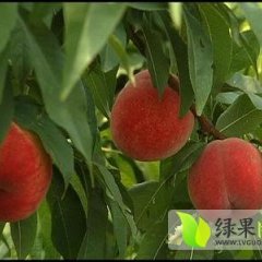 陕西毛桃基地东北市场指定上货渠道