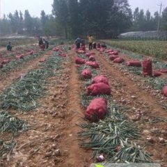 山东安丘红皮洋葱：大汶河杜冰燕