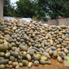 广西武鸣大量密本南瓜上市-潘汉伟