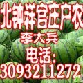 湖北钟祥官庄湖西瓜6月正式上市