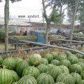 保定市清苑西瓜20年品牌代办