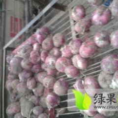 河南滑县红皮洋葱品质好，耐储存
