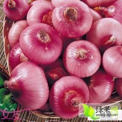 河南通许万亩洋葱大量上市