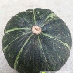 河北清苑绿南瓜：张登镇李先生