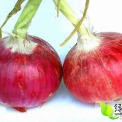陕西杨陵红皮洋葱已经大量上市