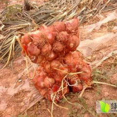 2014年陕西大荔红皮洋葱价格合理