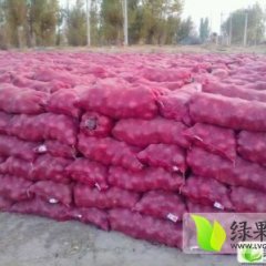 山东惠民红皮洋葱：姜楼镇齐