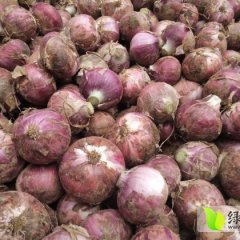 陕西泾阳红皮洋葱现在菜农大量出货