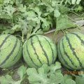 山东万亩优质西瓜上市 价格优惠 品质优良