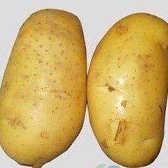 山东滕州荷兰七号上市价格合适