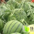 河北清苑京欣：大柳树李占良