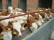 常年面向全国出售优质西门塔尔牛