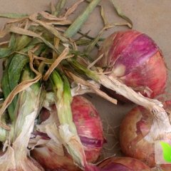 平顶山市汝州市邵志远：红皮洋葱0.22元/斤