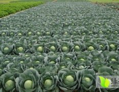 河北唐山市玉田县铁头甘蓝大量供应