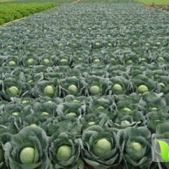 河北唐山市玉田县铁头甘蓝大量供应