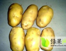 河北玉田县中薯马铃薯 大量供应中