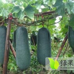 广西良庆子弹头黑皮冬瓜就要上市了