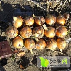 山东平度黄皮洋葱：张戈庄于元颖