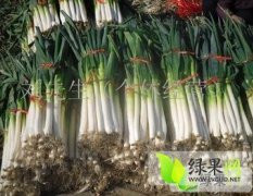 山东平度铁杆大葱无公害种植基地