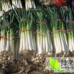 山东平度铁杆大葱无公害种植基地