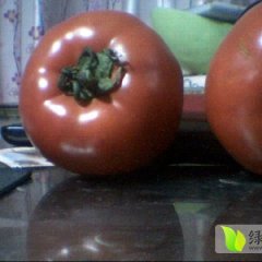山东坊子供应金鹏西红柿 价格优惠