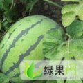 河北保定清苑京欣大棚西瓜大量上市