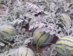 安徽砀山供应的西瓜品种齐全