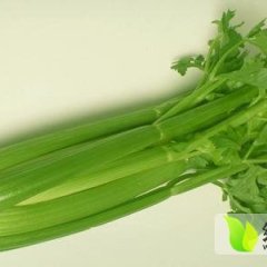 山东博兴美国西芹已开始上市