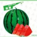 河北清苑瑞星西瓜上市量大