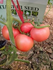 陕西硬粉西红柿种植产地