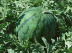 河北清苑花皮无籽西瓜个头大
