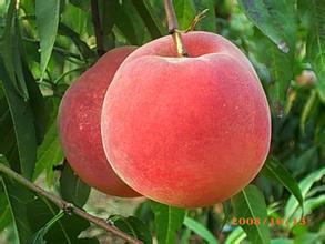 陕西郑二郑三毛桃种植基地