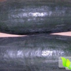 山东郯城子弹头黑皮冬瓜马上上市