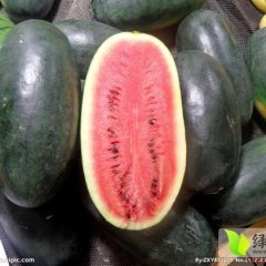 黑美人有仔西瓜 口感好个头大