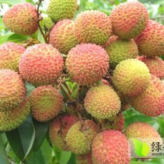 供应 广东阳西妃子笑，黑叶,桂味，玉荷包荔枝