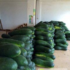 广西西乡塘黑优大冬瓜开始大量上市 价格便宜