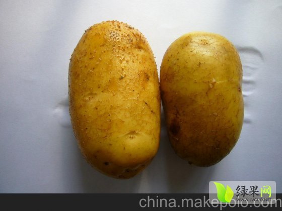 2014年河南开封荷兰十五价格