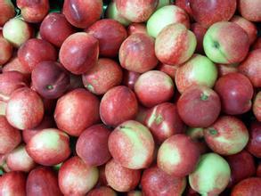 陕西大荔中油5号油桃种植面积大 已经上市