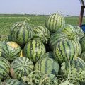 陕西京欣西瓜价格 西瓜批发价格