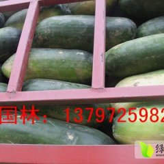 黑（白）皮冬瓜：潘家湾刘国林