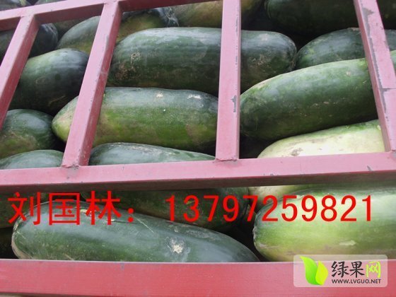 子弹头黑皮冬瓜价格